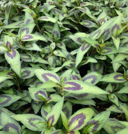 Persicaria odorata 'Vietnamese'