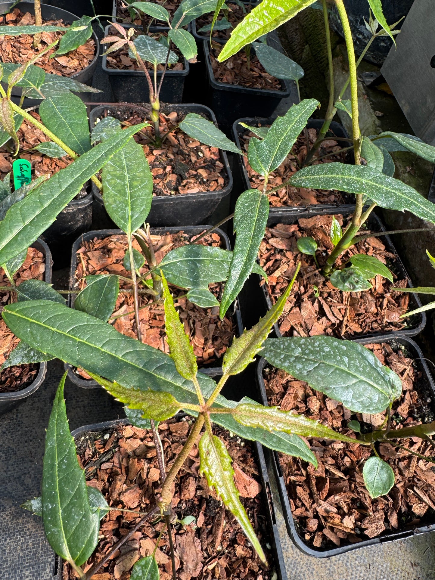 Schefflera fengii