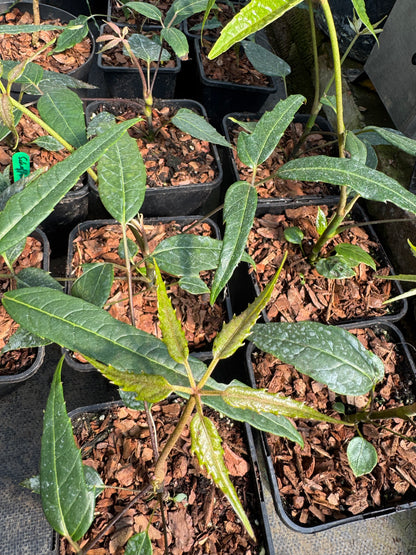Schefflera fengii