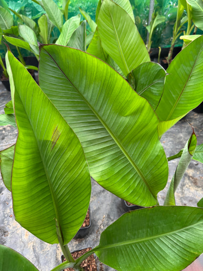 Ensete ventricosum 'Hiniba' large