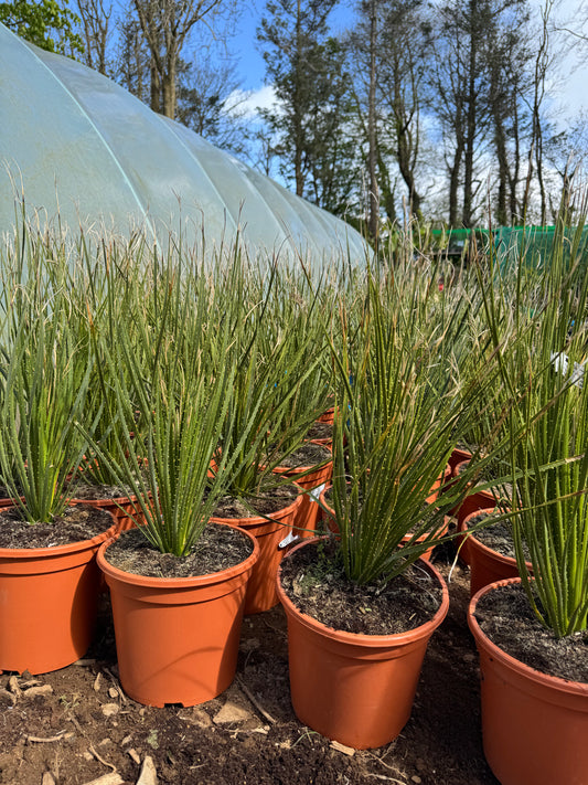 Dasylirion serratifolium