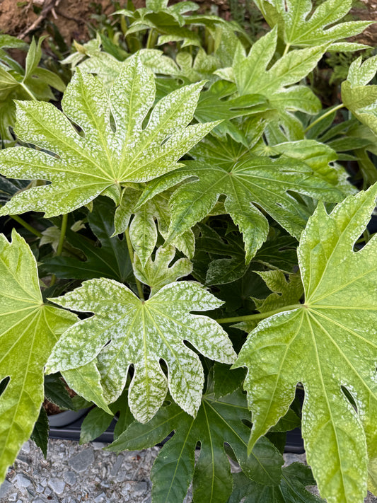 Fatsia Japonica Spiders Web