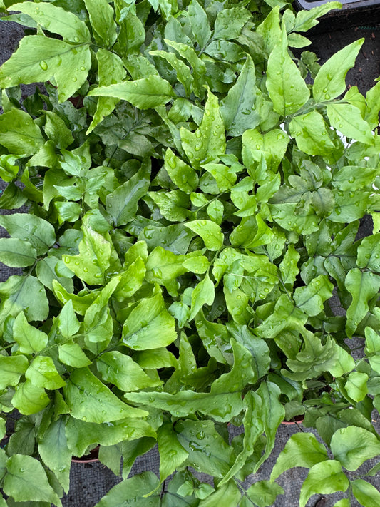 Cyrtomium fortunei var. clivicola