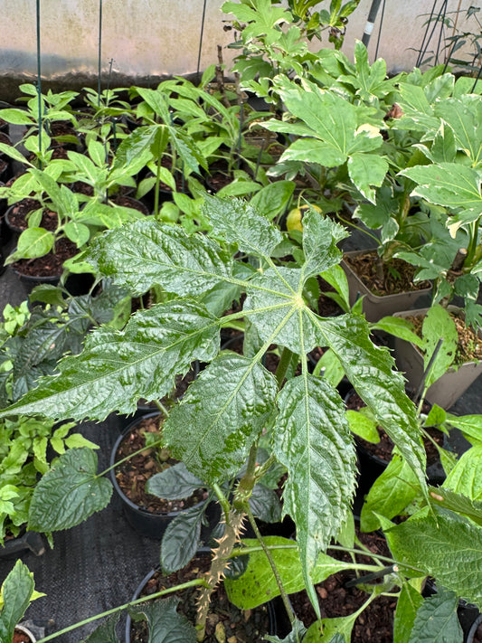 Brassaiopsis Fatsioides