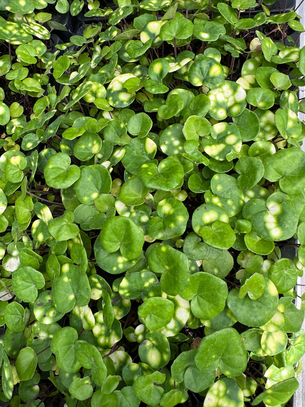 Farfugium japonicum 'Aureomaculatum' (Leopard Plant) – Plug Plant