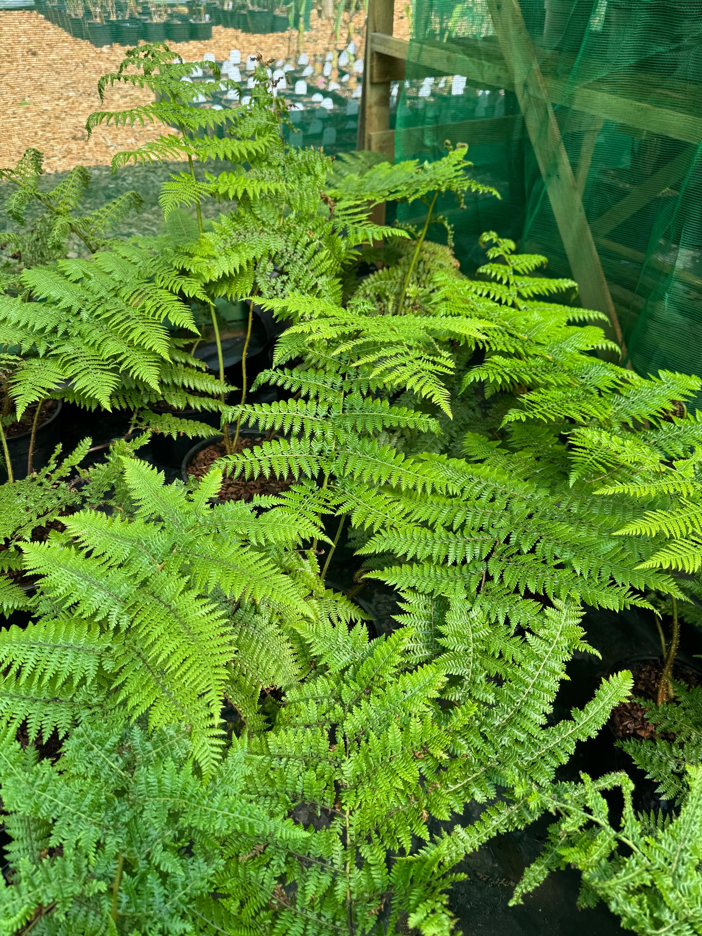 Cyathea medullaris large