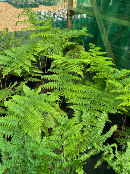 Cyathea medullaris large