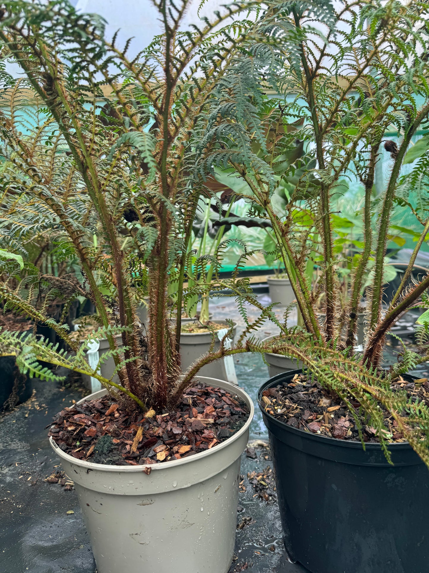 Cyathea highland lace extra large