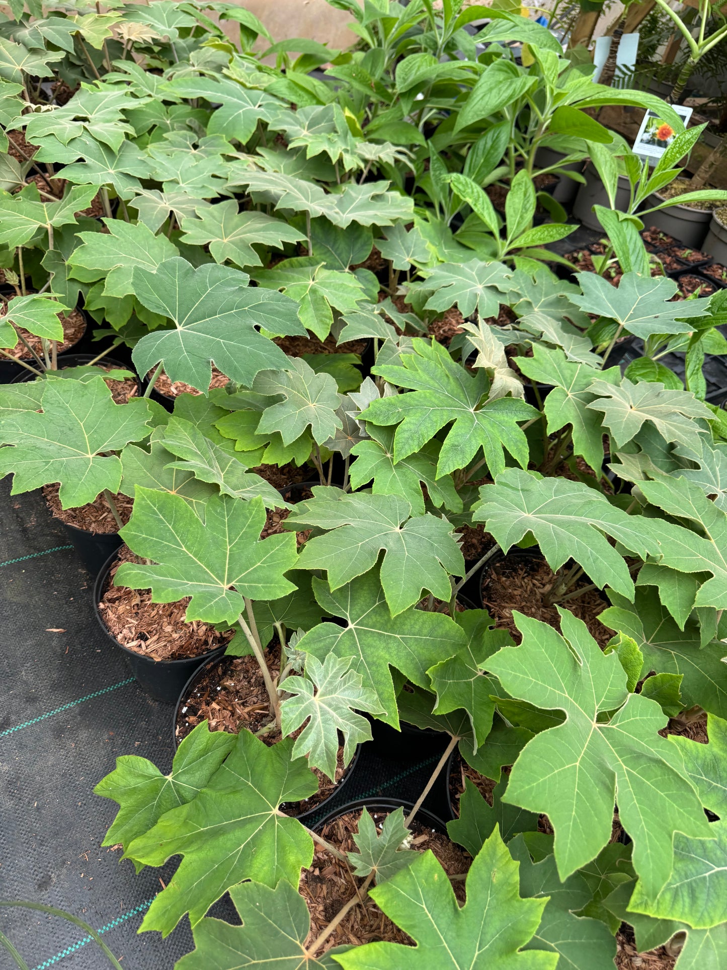 Tetrapanax papyrifer large