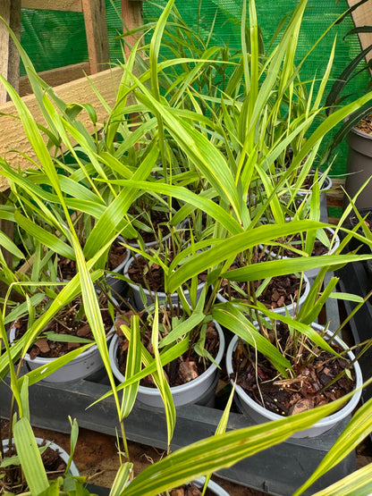 Hakonechloa 'Albostriata'