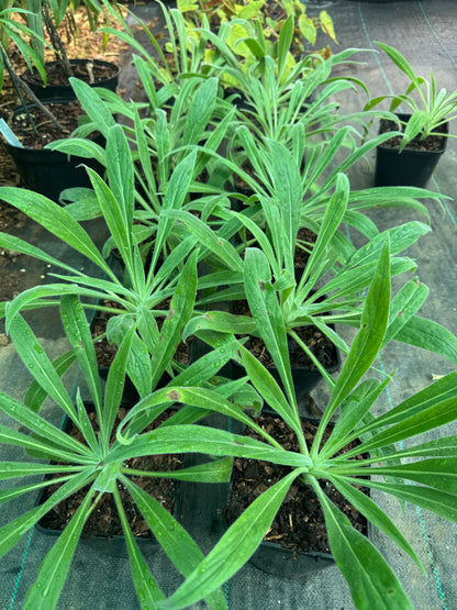 Echium Wildpretii large