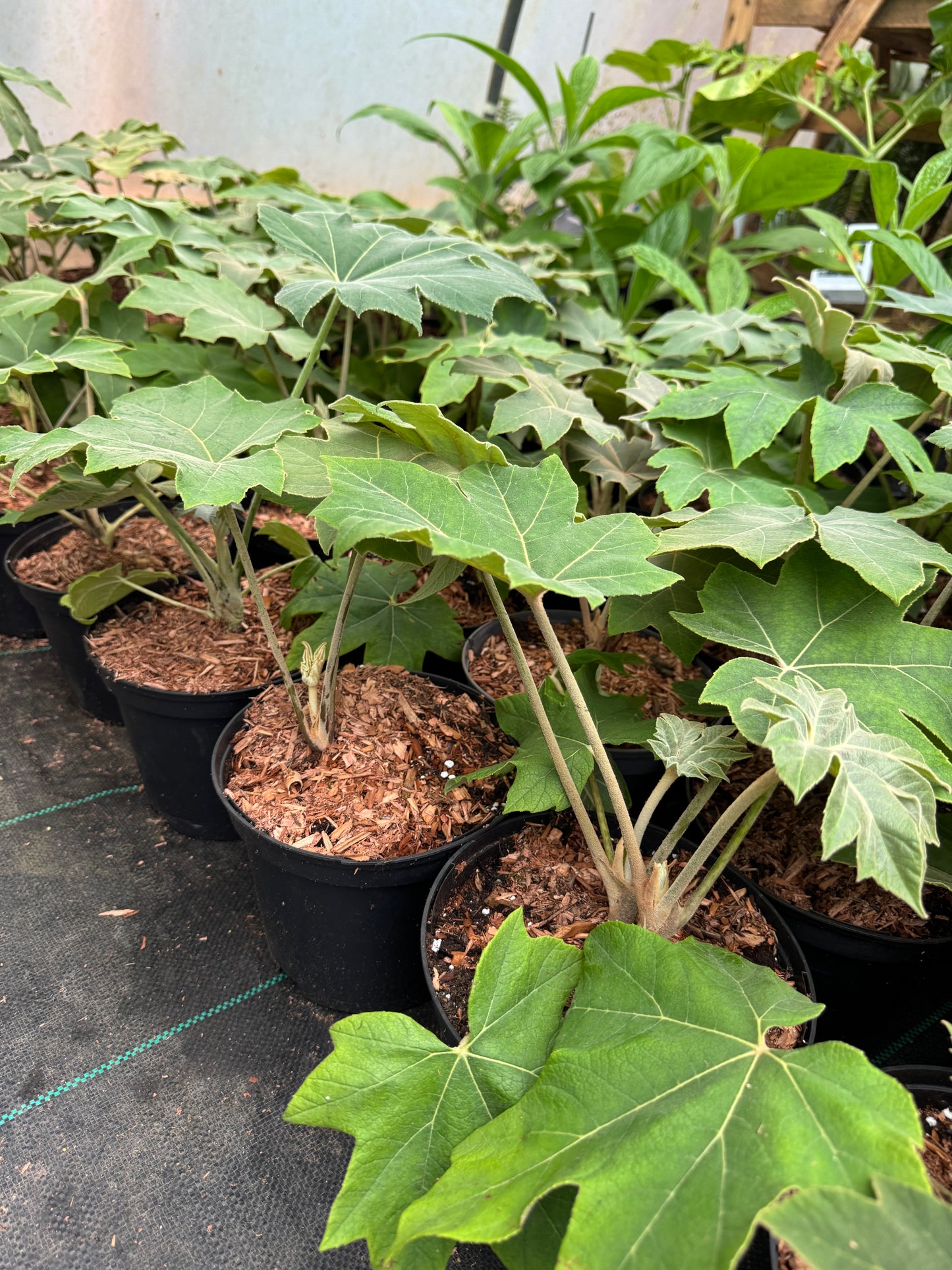 Tetrapanax papyrifer large
