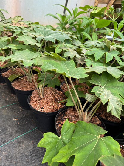 Tetrapanax papyrifer large