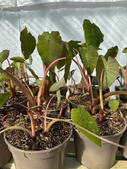 Colocasia ‘Pink China’
