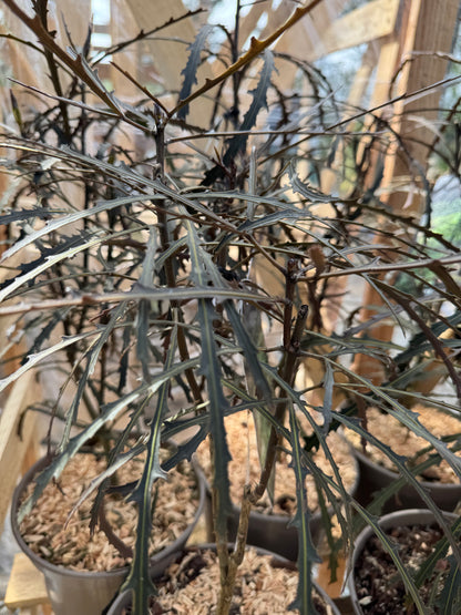 Pseudopanax lessonii 'Bronze Eagle'