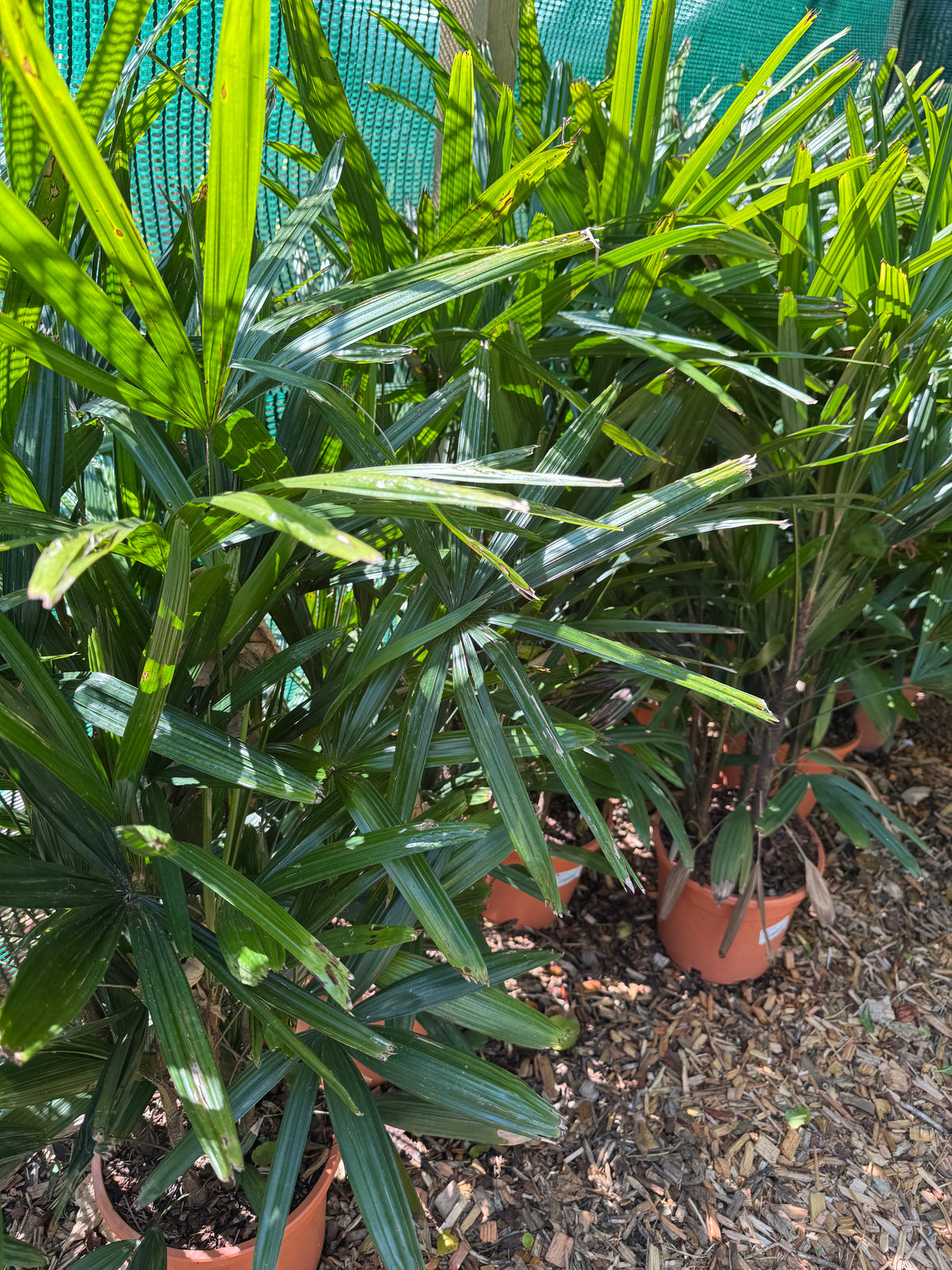 Rhapis excelsa (Lady Palm)