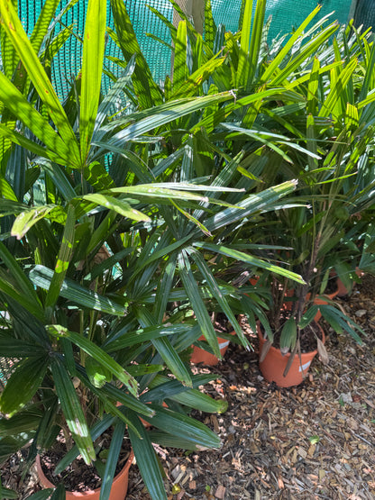 Rhapis excelsa (Lady Palm)