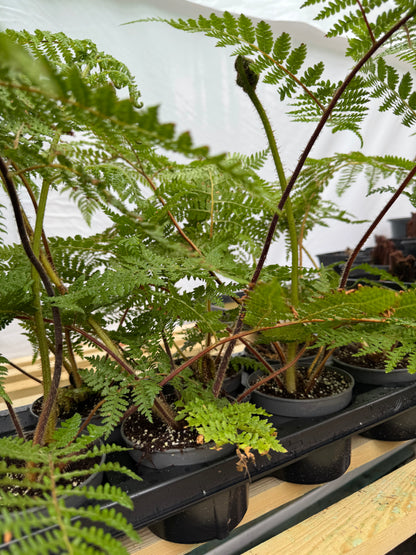 Cyathea medullaris medium