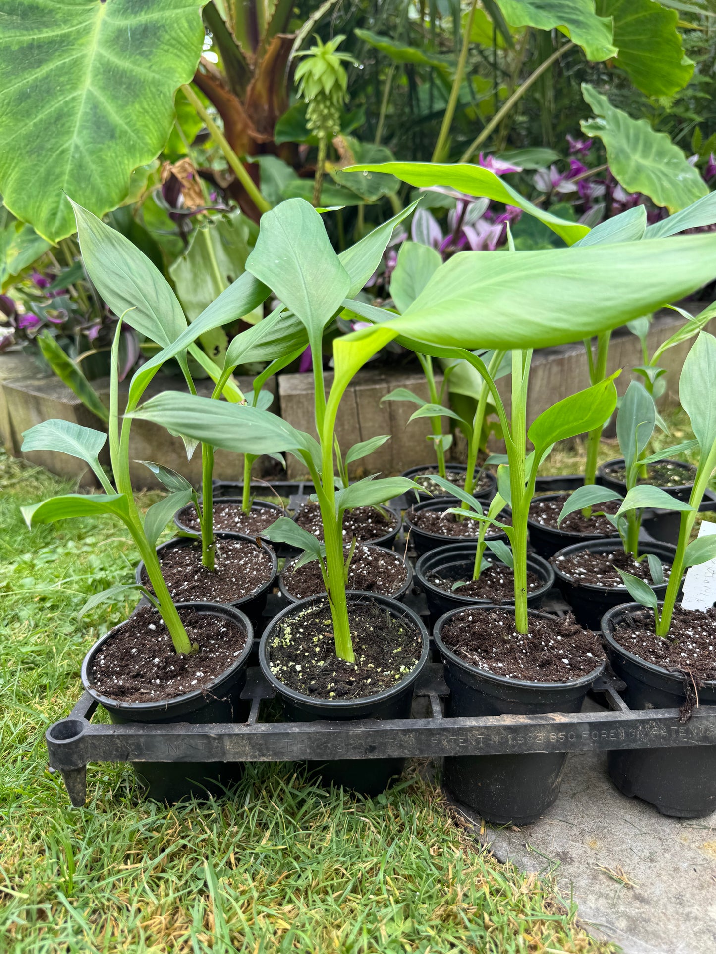 Musa thomsonii 9cm pot