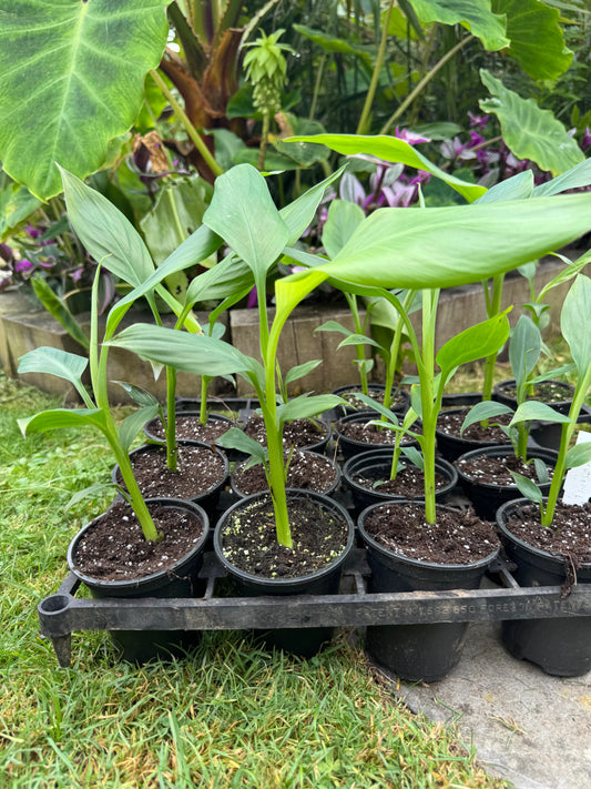 Musa thomsonii 9cm pot