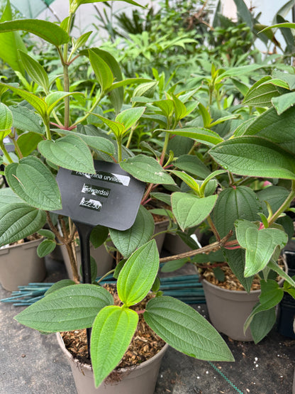 Tibouchina urvilleana 'Edwardsii'