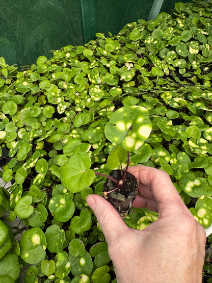 Farfugium japonicum 'Aureomaculatum' (Leopard Plant) – Plug Plant