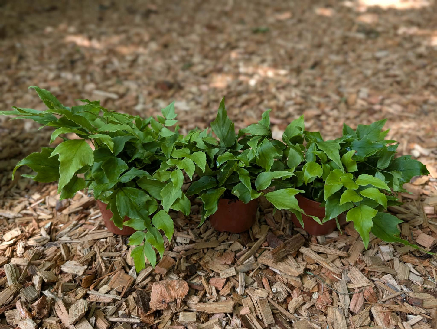 Cyrtomium fortunei var. clivicola triple pack