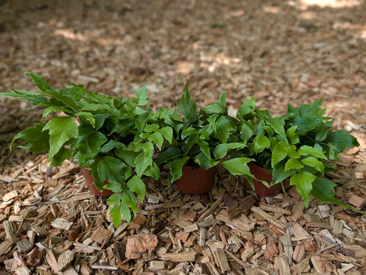 Cyrtomium fortunei var. clivicola triple pack