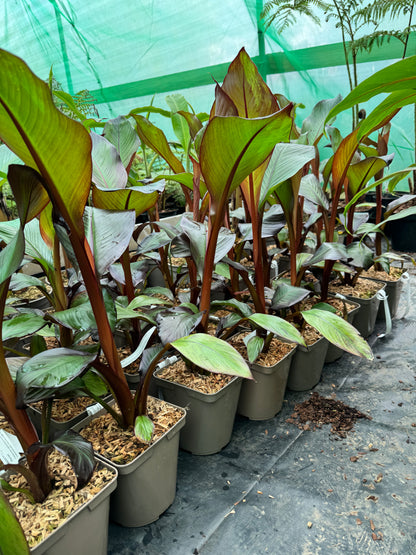 Ensete ventricosum maurelii 3 litres