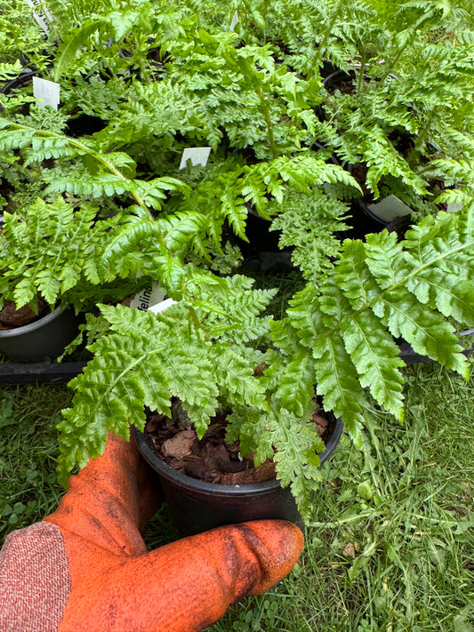 Cyathea Felina 9cm