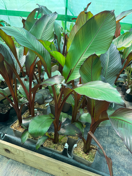 Ensete ventricosum maurelii 3 litres