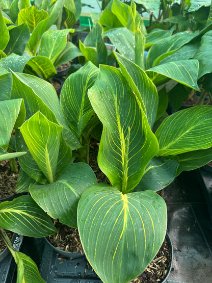 Canna 'Tropicanna Gold' (Variegated Indian Shot)