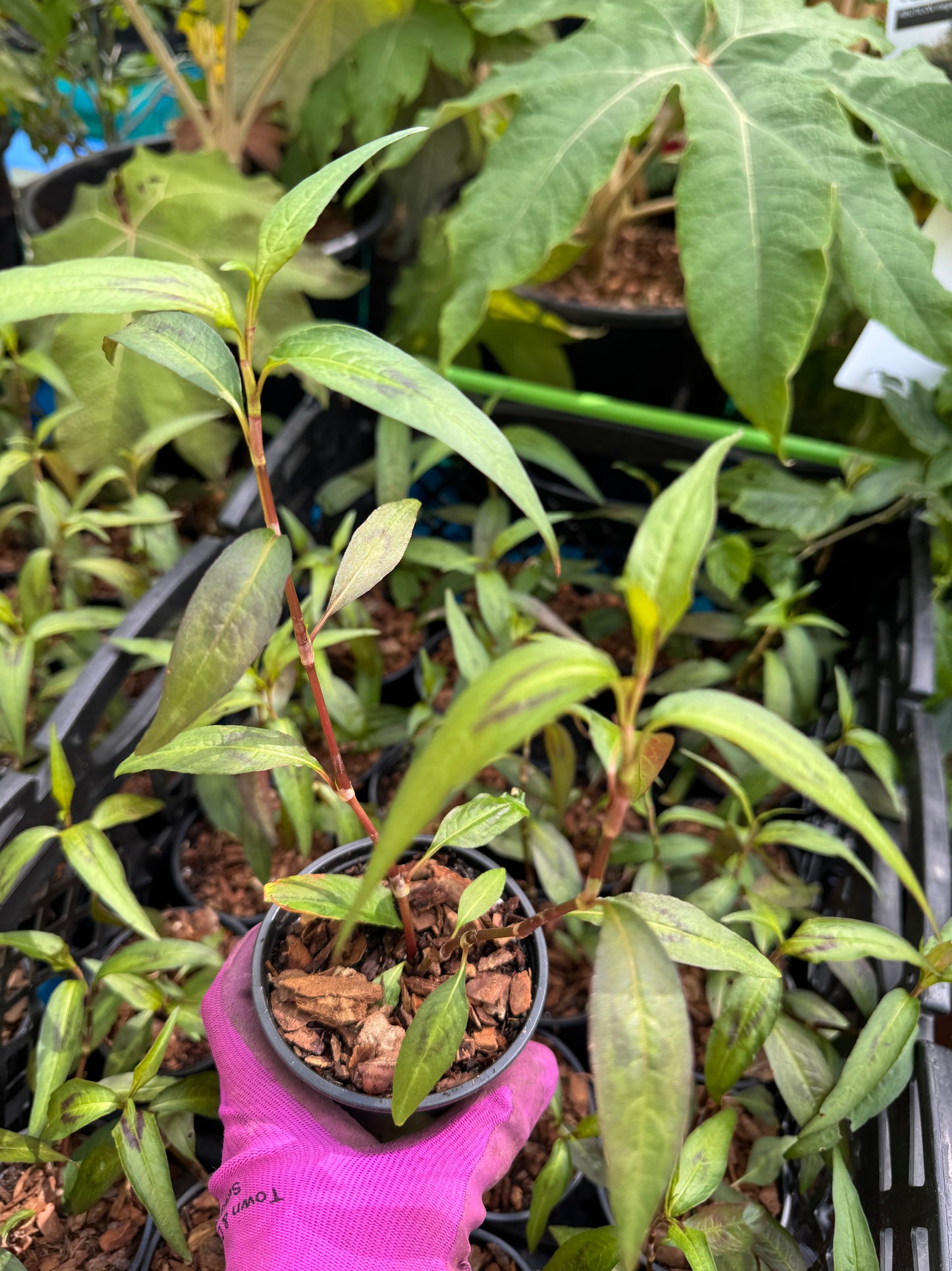 Persicaria odorata 'Vietnamese'