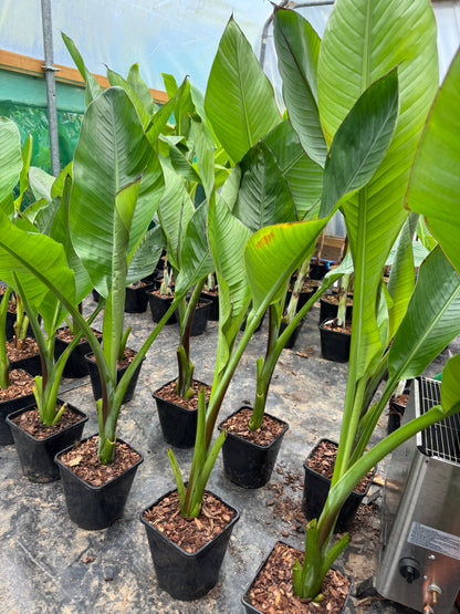 Ensete ventricosum 'Hiniba' large
