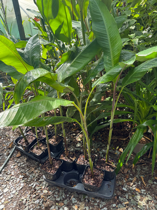 Musa balbisiana ‘Thai Black’/’Atia Black’