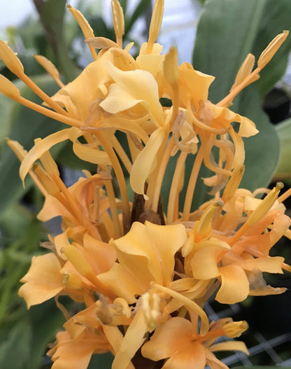Hedychium marginatum