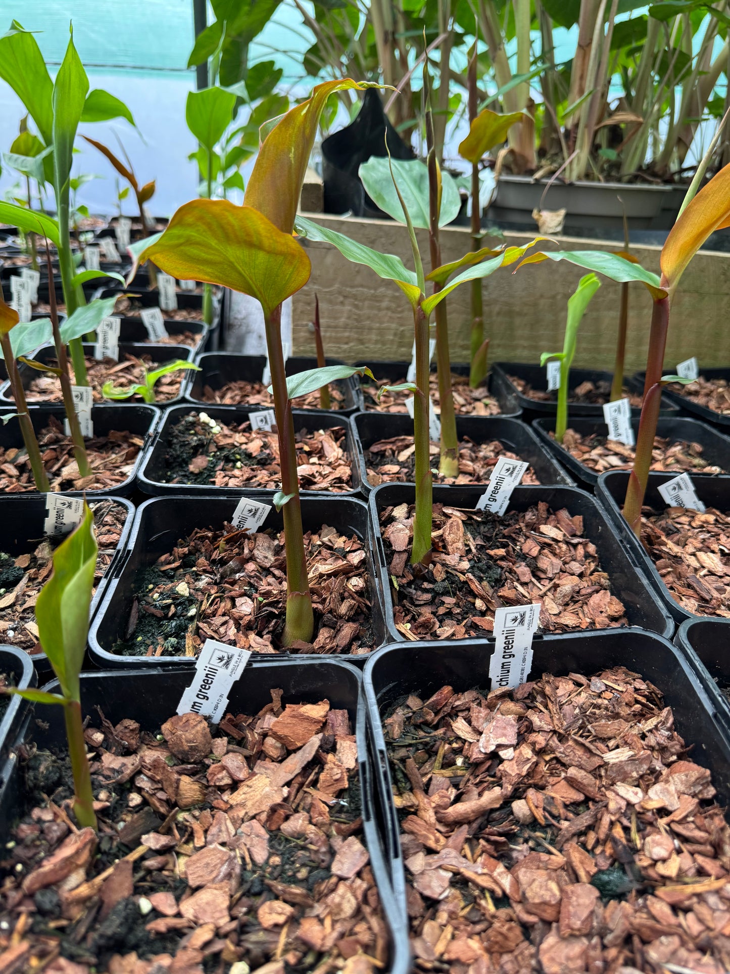 Hedychium greenii