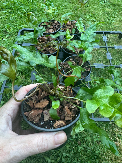 Woodwardia orientalis (Oriental Chain Fern) 9cm pot