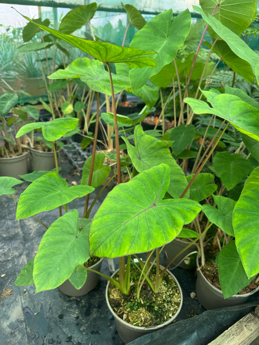 Colocasia "Blue Hawaii"