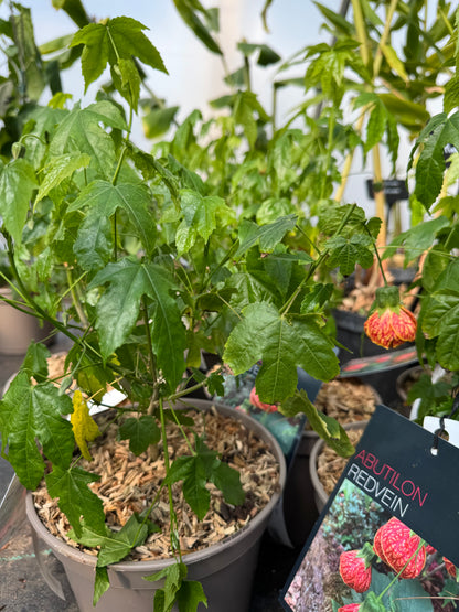 Abutilon 'Red Tiger'
