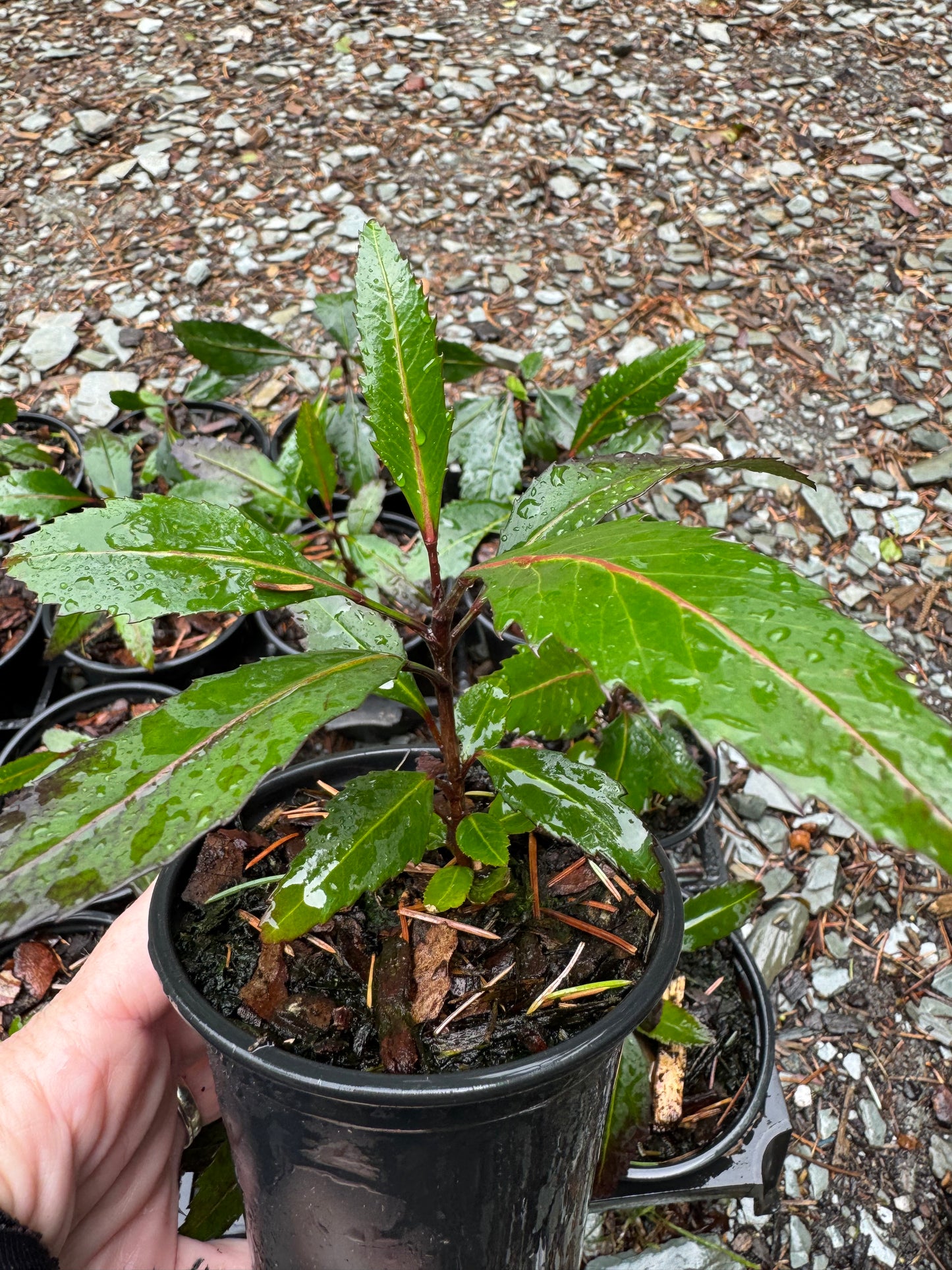Pseudopanax Moas Toes 9cm pots