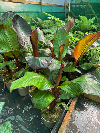 Ensete ventricosum maurelii (Large)