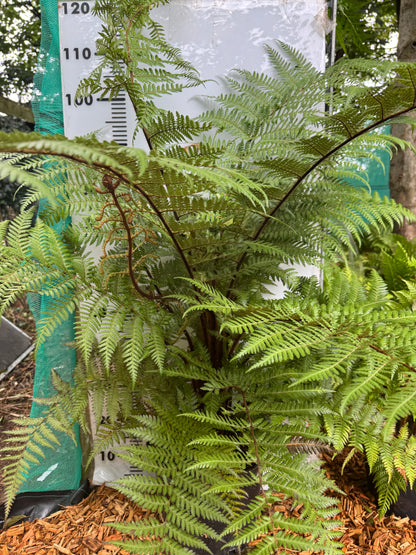 Dicksonia squarrosa Large (trunked)