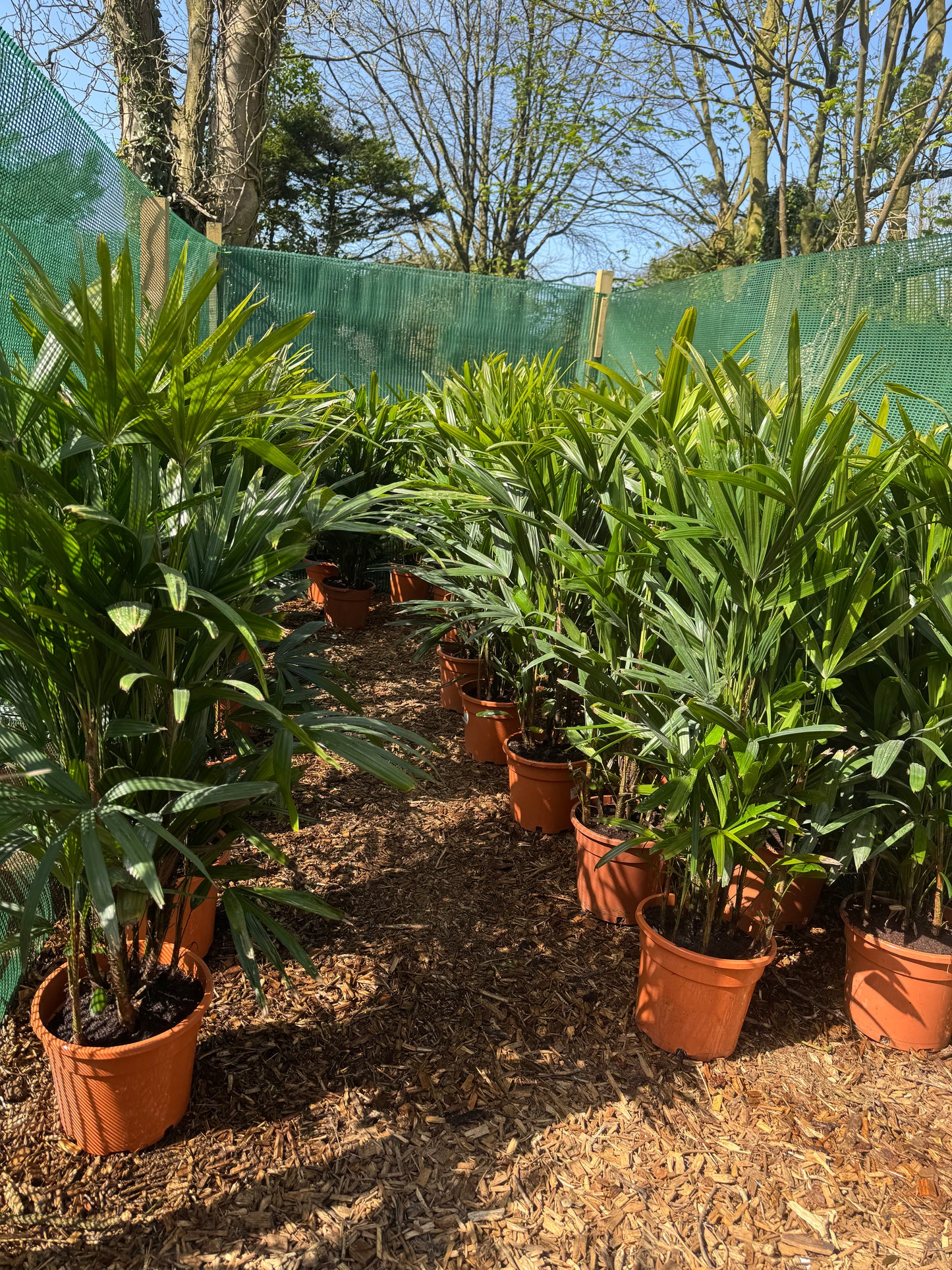 Rhapis excelsa (Lady Palm)