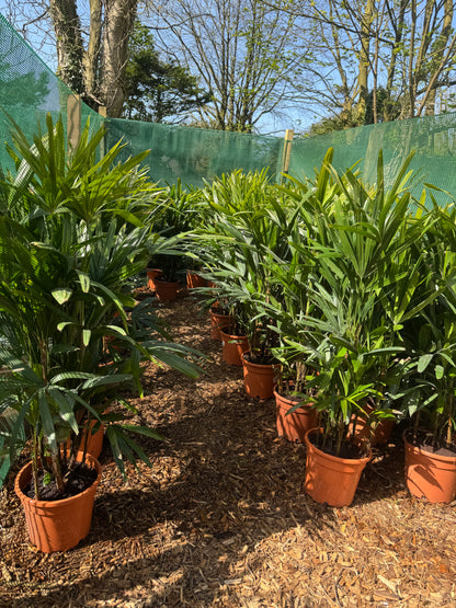 Rhapis excelsa (Lady Palm)