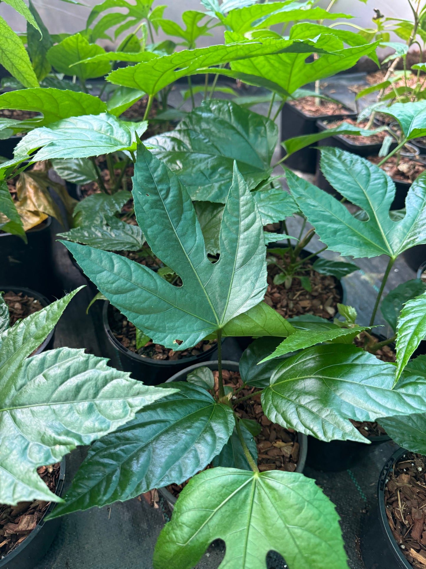 Trevesia palmata (Snowflake Tree)