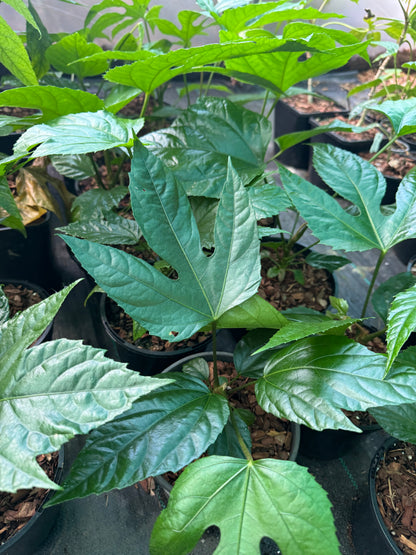 Trevesia palmata (Snowflake Tree)