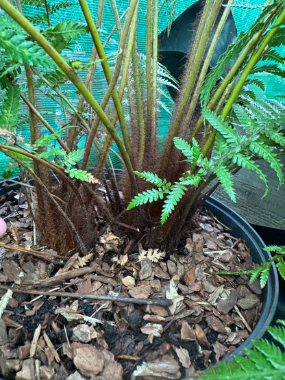 Dicksonia fibrosa Tree fern large