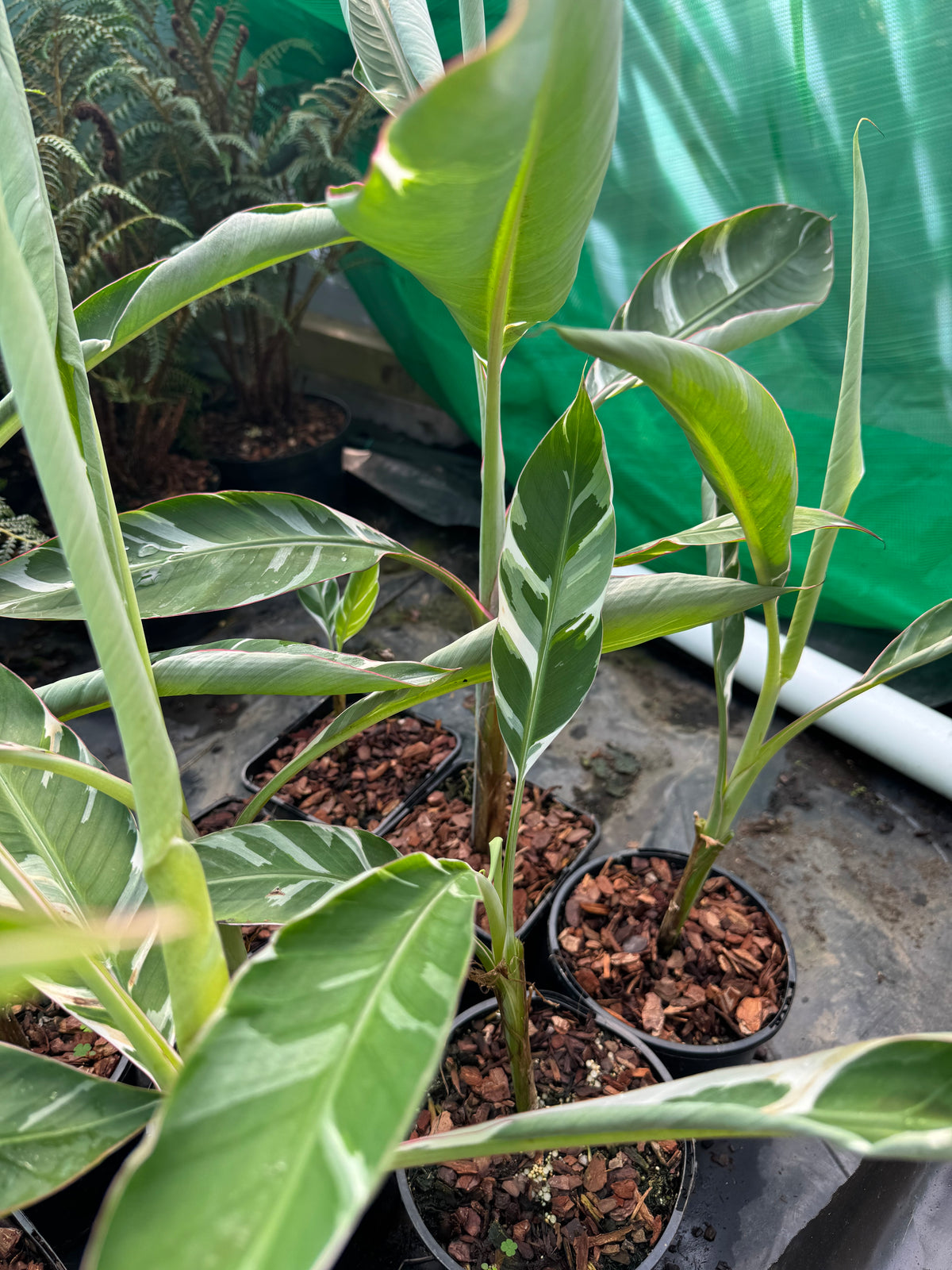 Musa ‘Florida’ – The Resilient Choice for Rare Plant Lovers.