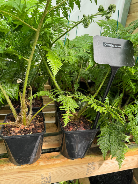 Cyathea Atrox 3 litres